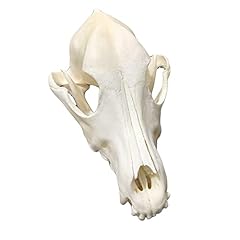 Taxidermy real animal for sale  Delivered anywhere in UK