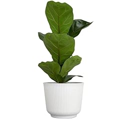 Live fiddle leaf for sale  Delivered anywhere in USA 
