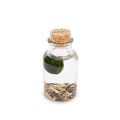 Marimo original bottiglia usato  Spedito ovunque in Italia 