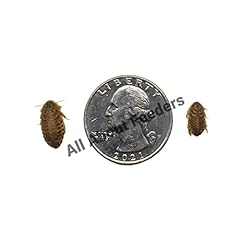Dubia roaches 700 for sale  Delivered anywhere in USA 