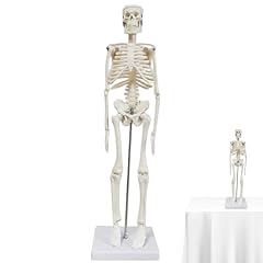 Anatomie modell skelett gebraucht kaufen  Wird an jeden Ort in Deutschland