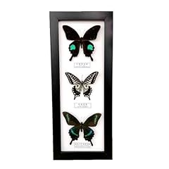 Véritable papillon taxidermie d'occasion  Livré partout en France