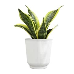 Altman plants sansevieria for sale  Delivered anywhere in USA 