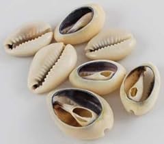 Cowrie shells cut for sale  Delivered anywhere in USA 