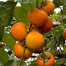 Aamish 10pcs arbre d'occasion  Livré partout en France