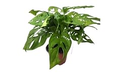 Monstera swiss cheese for sale  Delivered anywhere in USA 
