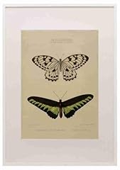 Hewitson chapman butterflies for sale  Delivered anywhere in UK