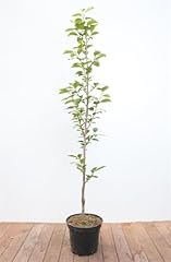 Diospyros kaki ernesto gebraucht kaufen  Wird an jeden Ort in Deutschland