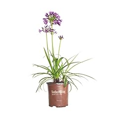 Ever amethyst agapanthus for sale  Delivered anywhere in USA 