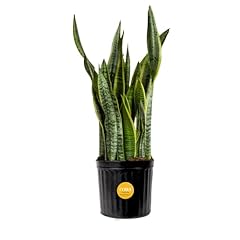 Costa farms snake for sale  Delivered anywhere in USA 