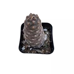 Tephrocactus articulatus var for sale  Delivered anywhere in USA 