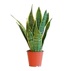 Bloompost sansevieria laurenti for sale  Delivered anywhere in Ireland
