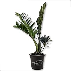 Black raven plant for sale  Delivered anywhere in USA 