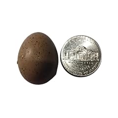 Undique button quail for sale  Delivered anywhere in USA 