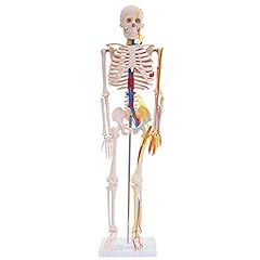 Anatomie modell skelett gebraucht kaufen  Wird an jeden Ort in Deutschland