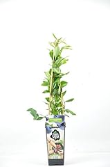 Planta de Arandano Azul en maceta 2 litros segunda mano  Se entrega en toda España 