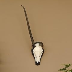 Oryx antilope longueur d'occasion  Livré partout en France