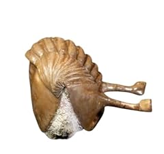 Asaphus kowalewskii russian for sale  Delivered anywhere in USA 
