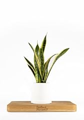 Perfect plants snake for sale  Delivered anywhere in UK