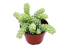 Live succulent donkey for sale  Delivered anywhere in USA 