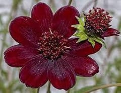 Semi fiori anemone gebraucht kaufen  Wird an jeden Ort in Deutschland