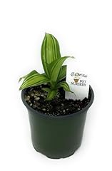 Flowerpotnursery dracaena marl for sale  Delivered anywhere in USA 