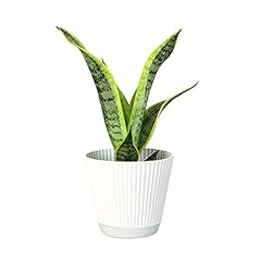 Live snake plant for sale  Delivered anywhere in USA 