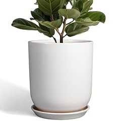 Sunpotfor pots plants for sale  Delivered anywhere in USA 