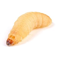 Essex reptile livefood for sale  Delivered anywhere in UK