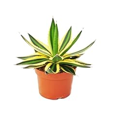 Agave lophanta quadricolor gebraucht kaufen  Wird an jeden Ort in Deutschland