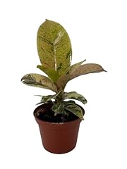 Rare elastica shivereana for sale  Delivered anywhere in USA 