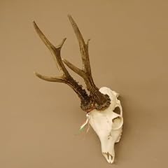 Bois cerf poids d'occasion  Livré partout en France