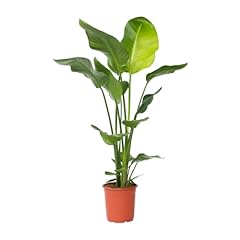 Plant box strelitzia d'occasion  Livré partout en Belgiqu