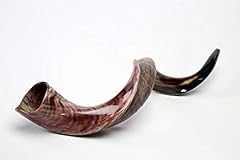 Original yemenite shofar for sale  Delivered anywhere in USA 