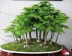 Wacholder bonsai baum gebraucht kaufen  Wird an jeden Ort in Deutschland