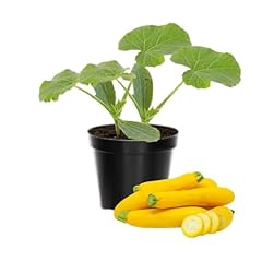 Live squash plants for sale  Delivered anywhere in USA 