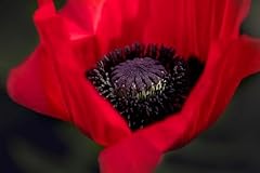 Papaver rientale beauty gebraucht kaufen  Wird an jeden Ort in Deutschland