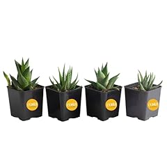 Costa farms succulents for sale  Delivered anywhere in USA 
