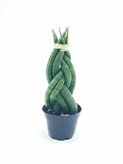 Bubbleblooms braided african for sale  Delivered anywhere in USA 