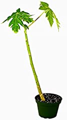 9greenbox papaya tree for sale  Delivered anywhere in USA 