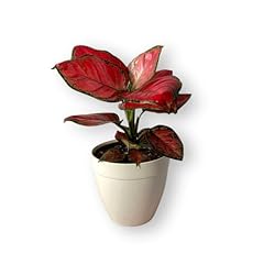 Andersen farms aglaonema for sale  Delivered anywhere in USA 
