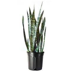 American plant snake for sale  Delivered anywhere in USA 