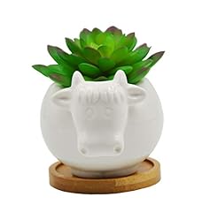 Cuteforyou succulent pots for sale  Delivered anywhere in USA 