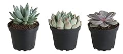 Costa farms echeveria for sale  Delivered anywhere in USA 