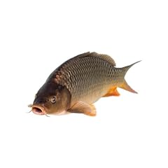 Carp xxl 75kg for sale  Delivered anywhere in UK