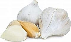 Elephant garlic large for sale  Delivered anywhere in USA 