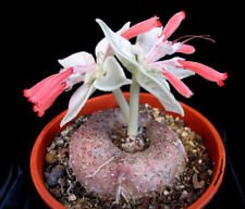 Leucotricha sinningia rare for sale  Delivered anywhere in UK