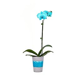 Decoblooms living aqua for sale  Delivered anywhere in USA 
