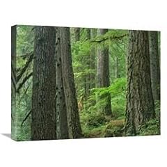 Old growth forest for sale  Delivered anywhere in USA 