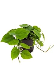 Philodendron scandens trailing for sale  Delivered anywhere in UK